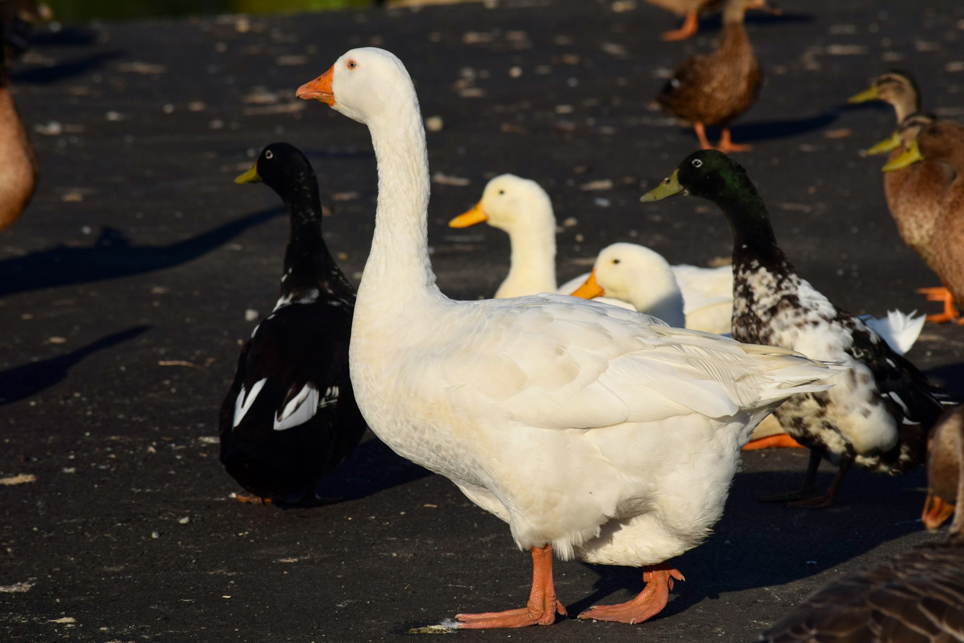 Un grupo de patos y patos caminando por una carretera